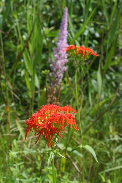 Silene wilfordii, photographed by Oleg Kosterin