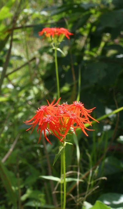 Silene wilfordii, photographed by Oleg Kosterin