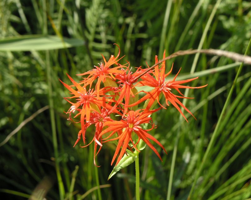 Silene wilfordii, photographed by Oleg Kosterin