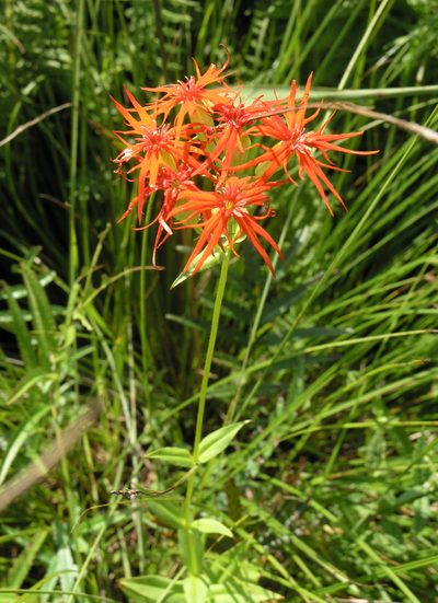 Silene wilfordii, photographed by Oleg Kosterin