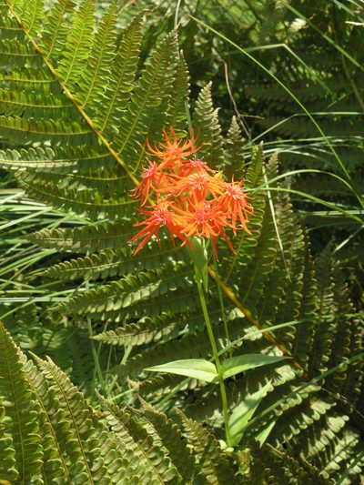 Silene wilfordii, photographed by Oleg Kosterin