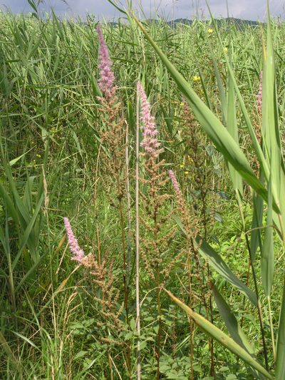 Astilbe chinensis, photographed by Oleg Kosterin