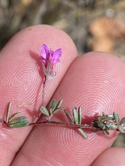 Indigofera swartbergensis, photographed by Dave U