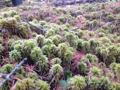 Sphagnum wulfianum, photographed by Liren Varghese