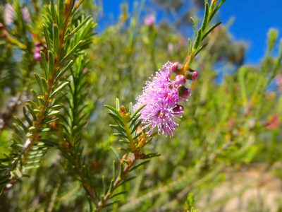 Melaleuca decussata, photographed by Kiri Bee