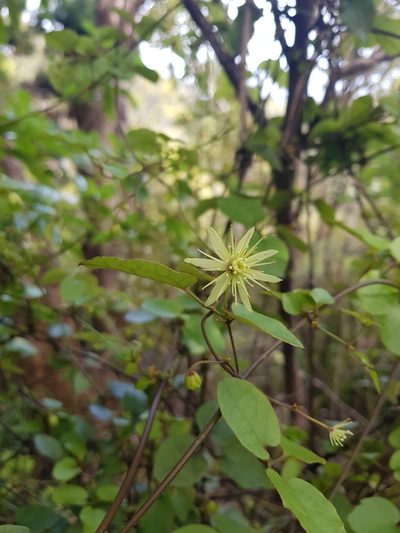Clematis cunninghamii, photographed by Danielle Munster