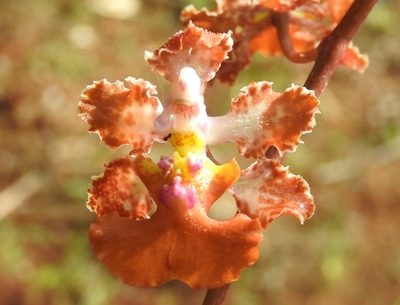Trichocentrum luridum, photographed by Francisco Farriols Sarabia