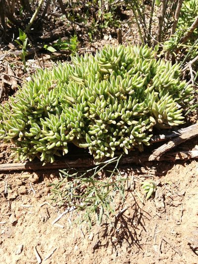 Crassula mesembryanthoides, photographed by Christiaan Viljoen