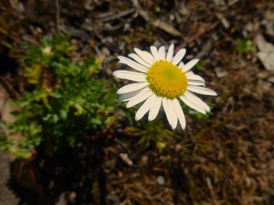 Brachyscome diversifolia, photographed by Kiri Bee