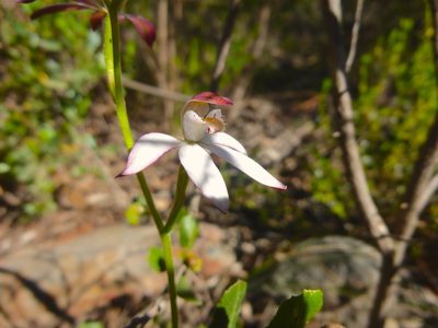 Caladenia moschata, photographed by Kiri Bee