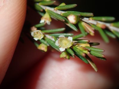 Ochrosperma lineare, photographed by Thomas Mesaglio