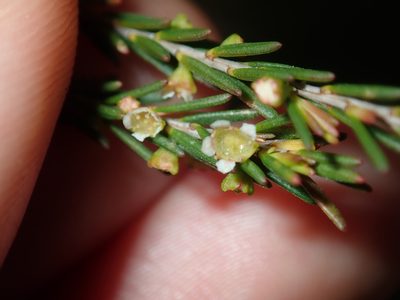 Ochrosperma lineare, photographed by Thomas Mesaglio