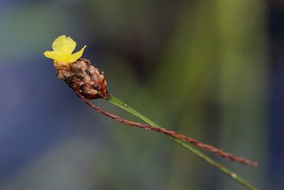 Xyris fimbriata, photographed by Lauren McLaurin