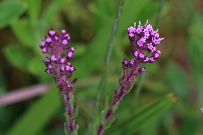 Trilisa paniculata, photographed by Lauren McLaurin