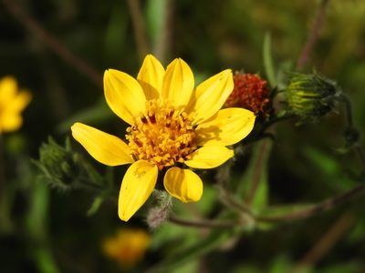 Simsia amplexicaulis, photographed by jessicavazquez