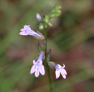 Lobelia brevifolia, photographed by Lauren McLaurin