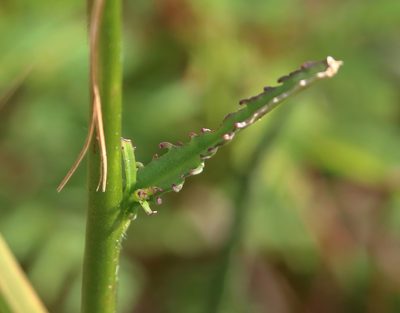 Lobelia glandulosa, photographed by Lauren McLaurin