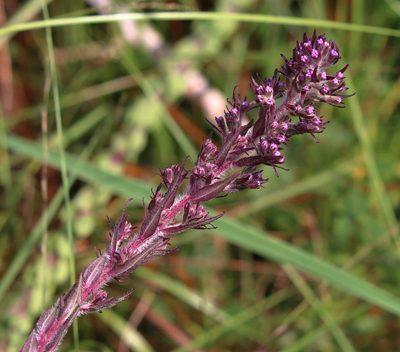 Trilisa paniculata, photographed by Lauren McLaurin