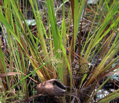 Xyris fimbriata, photographed by Lauren McLaurin