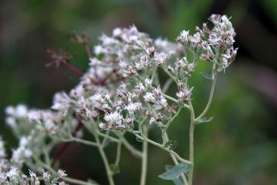 Eupatorium semiserratum, photographed by Lauren McLaurin