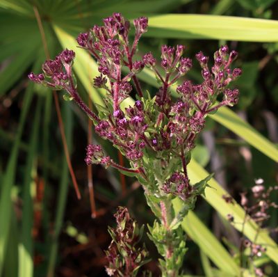 Trilisa paniculata, photographed by Lauren McLaurin