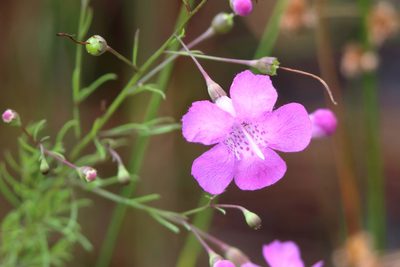 Agalinis filifolia, photographed by Lauren McLaurin