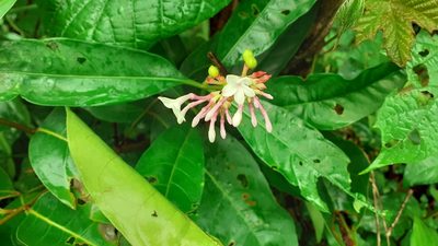 Rauvolfia serpentina, photographed by OnePlanet