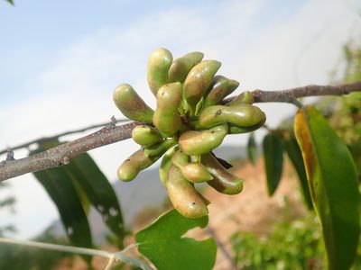 Xylopia aromatica, photographed by Tsssss