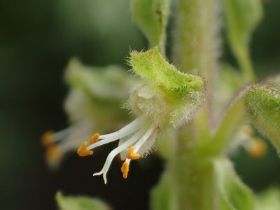 Ocimum gratissimum, photographed by 葉子