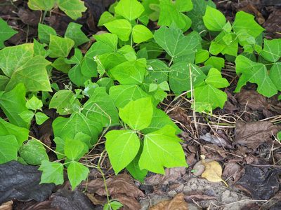 Pachyrhizus erosus, photographed by 葉子