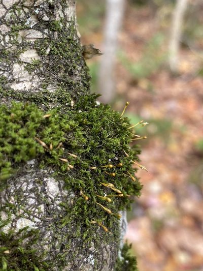 Ulota coarctata, photographed by Matt Berger