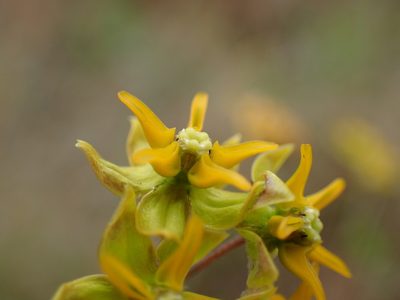 Asclepias aurea, photographed by Mahomed Desai