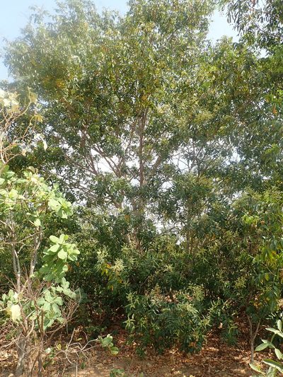 Tachigali vulgaris, photographed by Tsssss