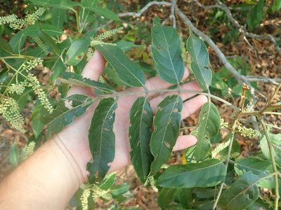 Tachigali vulgaris, photographed by Tsssss