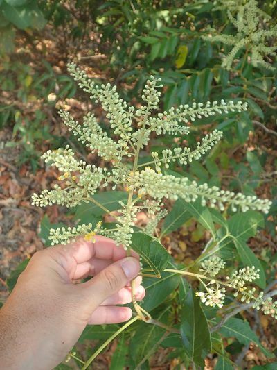 Tachigali vulgaris, photographed by Tsssss