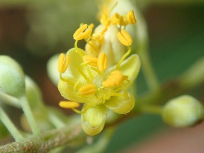 Tachigali vulgaris, photographed by Tsssss