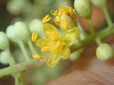Tachigali vulgaris, photographed by Tsssss
