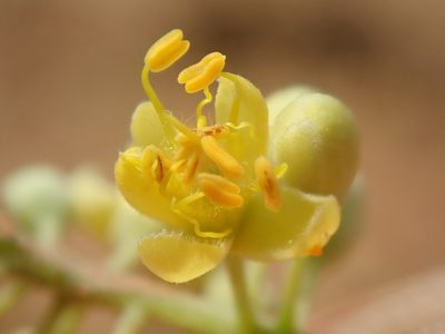 Tachigali vulgaris, photographed by Tsssss