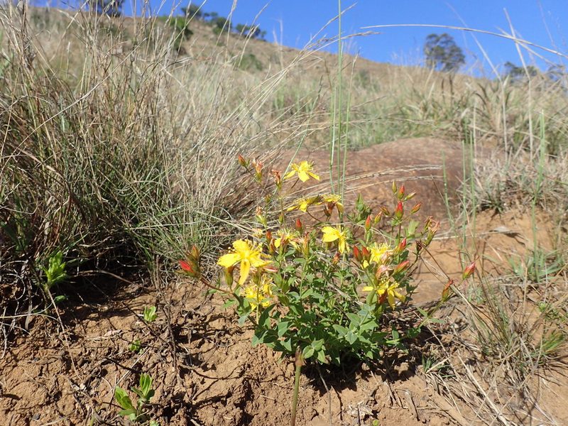Hypericum aethiopicum, photographed by Mahomed Desai