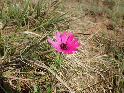 Dimorphotheca jucunda, photographed by Mahomed Desai