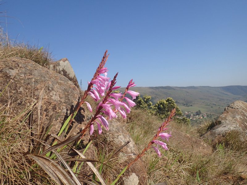 Watsonia lepida, photographed by Mahomed Desai