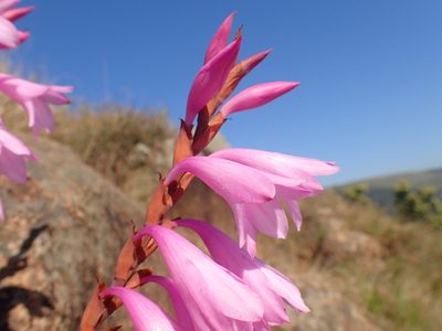 Watsonia lepida, photographed by Mahomed Desai