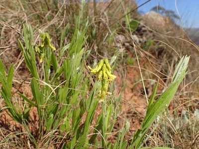 Eriosema kraussianum, photographed by Mahomed Desai