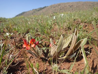 Eriosema distinctum, photographed by Mahomed Desai