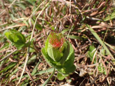Acalypha punctata, photographed by Mahomed Desai