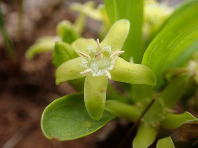 Bridsonia chamaedendrum, photographed by Mahomed Desai