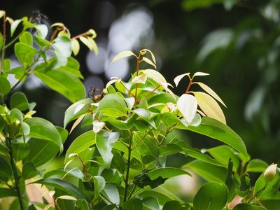 Cinnamomum burmanni, photographed by 葉子