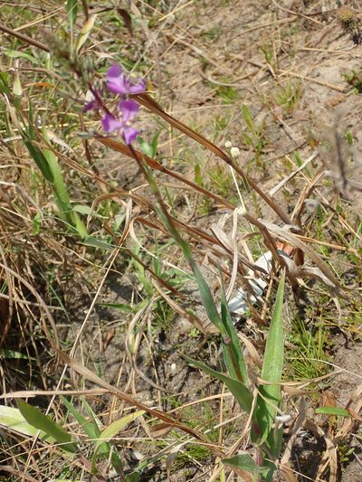 Murdannia gardneri, photographed by Tsssss