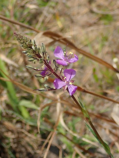 Murdannia gardneri, photographed by Tsssss