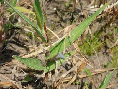Murdannia gardneri, photographed by Tsssss